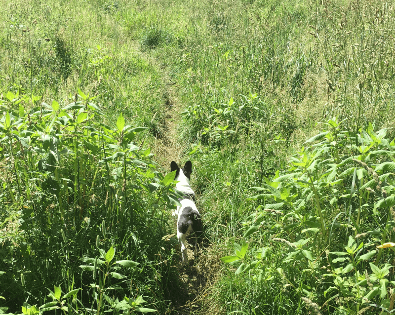 Walking meditation in action. © Jo North, 2017