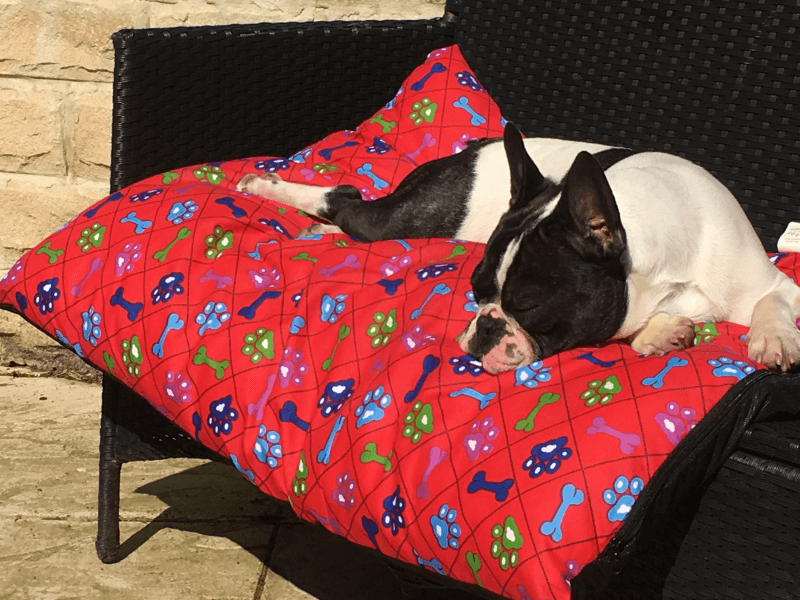 French bulldog, Paddy, asleep on a cushion.