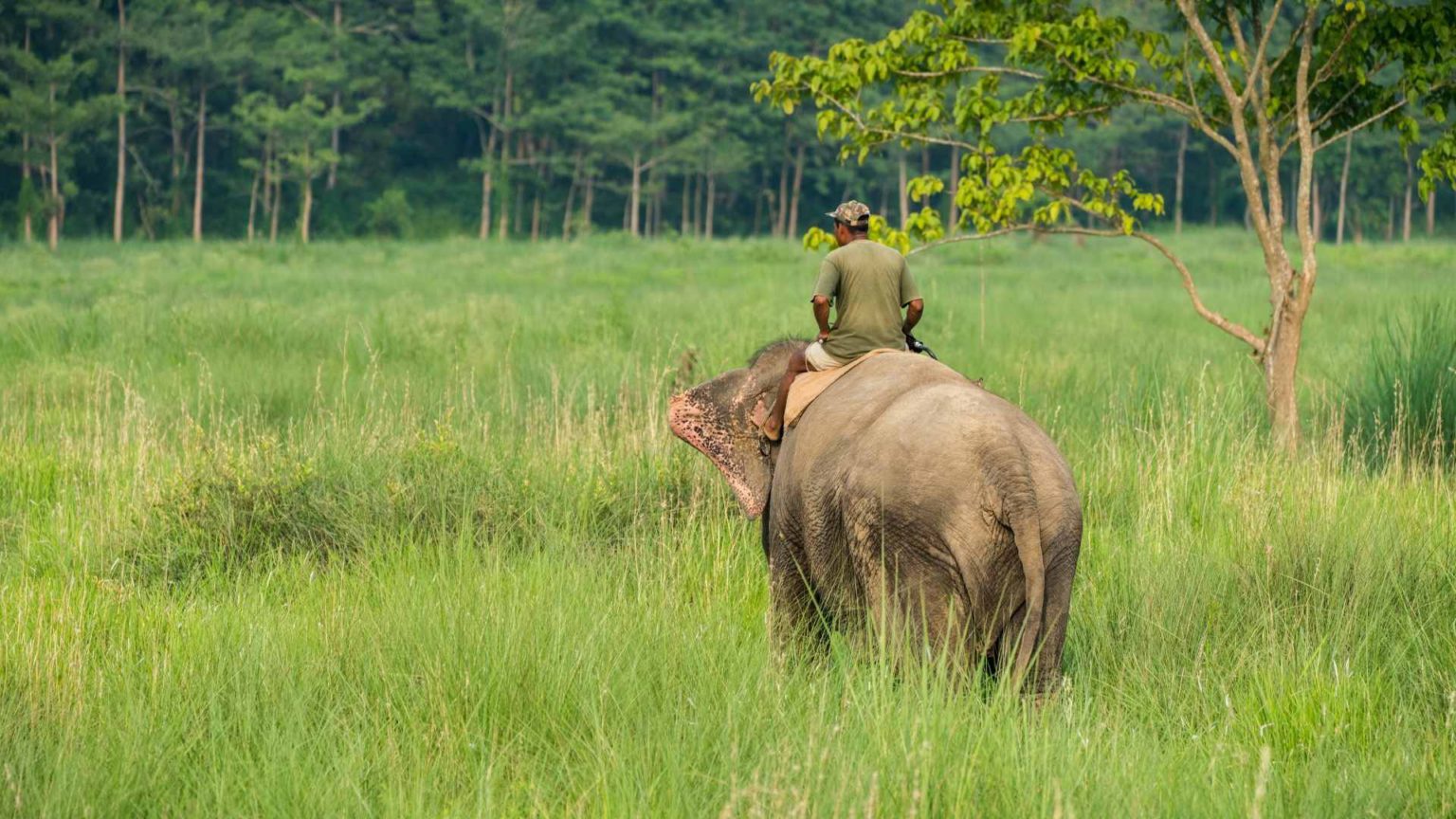 The elephant and the rider how humans make decisions The Big Bang