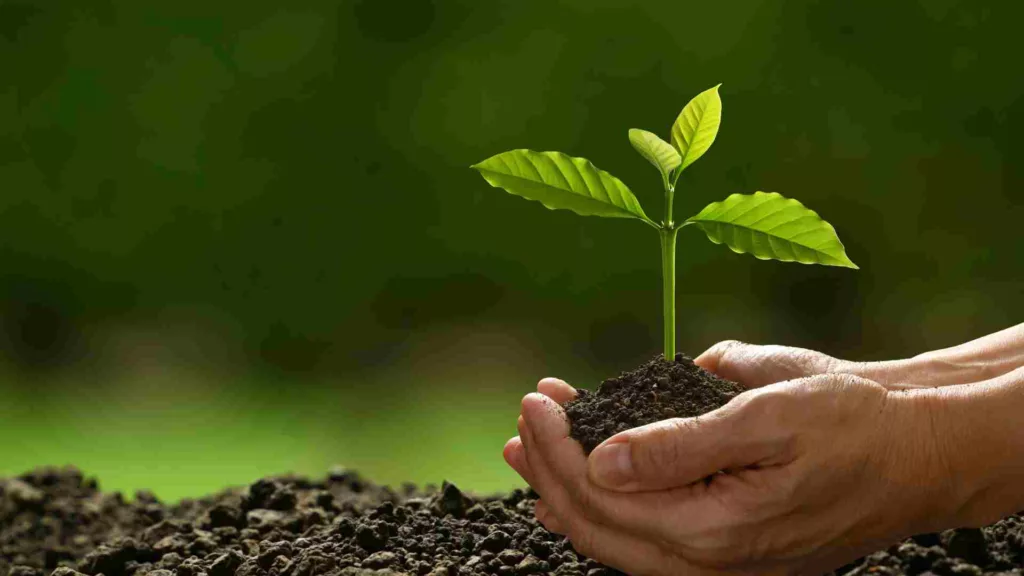 Plant in hands representing sustainable entrepreneurship